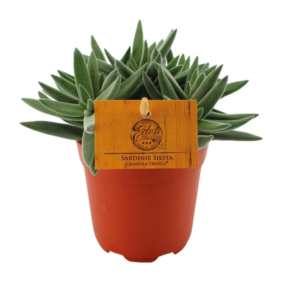 Crassula Tenelli - Ø11cm - ↕15cm | Jadepflanze