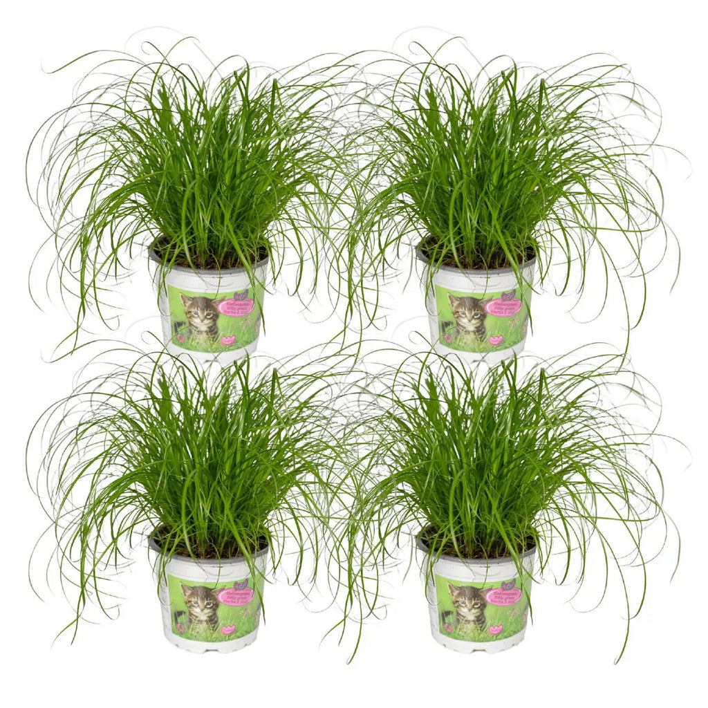 4er Set Katzengras im Topf