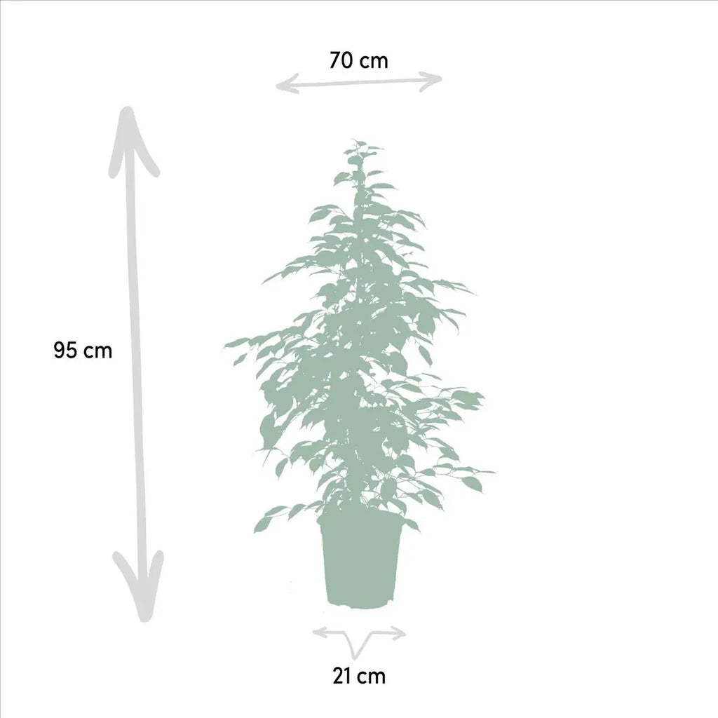 Ficus benjamina Goldenking - Ø21cm - ↕95cm - panachierte Blätter - Pille Gartenwelt