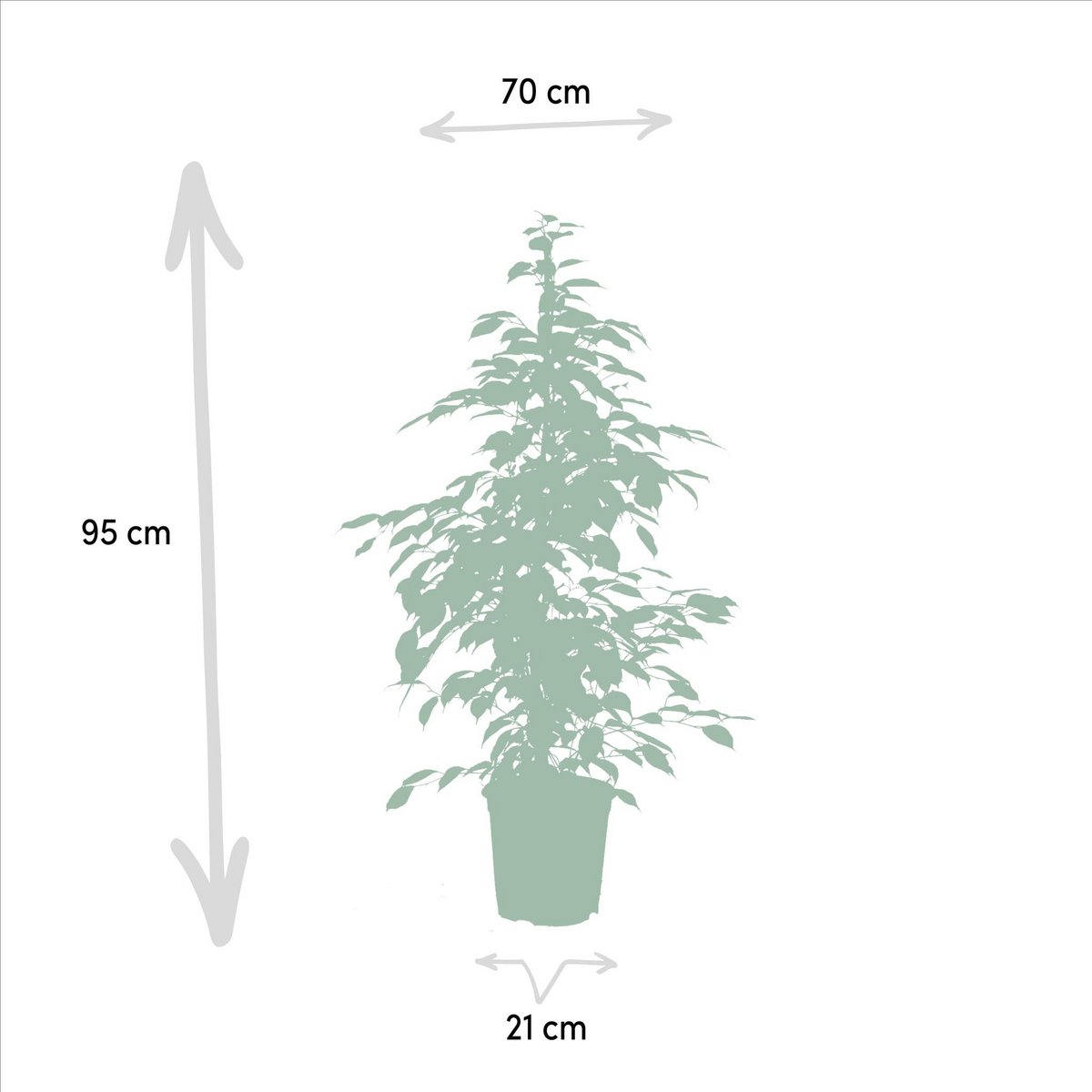 Ficus benjamina Goldenking - Ø21cm - ↕95cm - panachierte Blätter