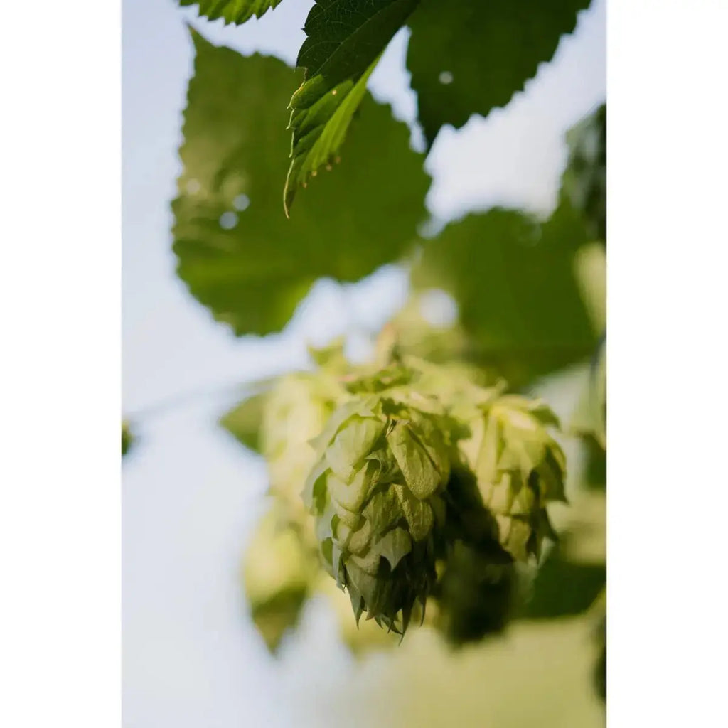 4x - Humulus düstere "Nordbrau ' - ↨65cm - Ø15 MEERgroothandel Planten