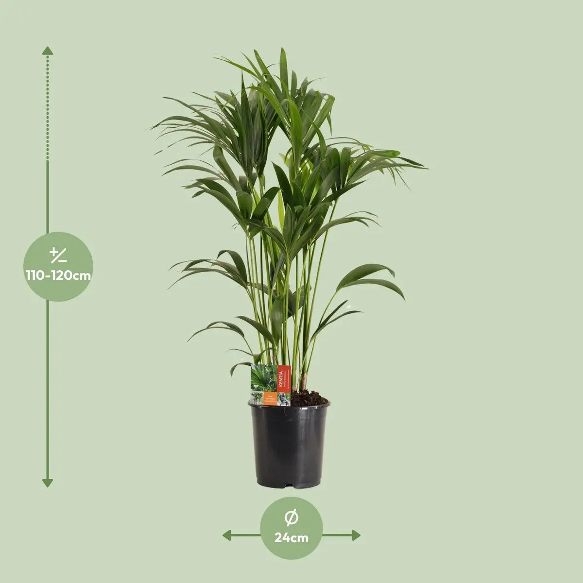 Howea Forsteriana - Ø24cm - ↕120 cm MEERgroothandel Planten