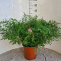 Spargel -Densiflorus cwebe - Ø27cm - ↕65 cm MEERgroothandel Planten