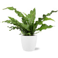 Känguru-Farn Microsorum Diversifolium - Ø17cm - ↕45cm + Pot Brüssel D18x17cm MEERgroothandel Planten