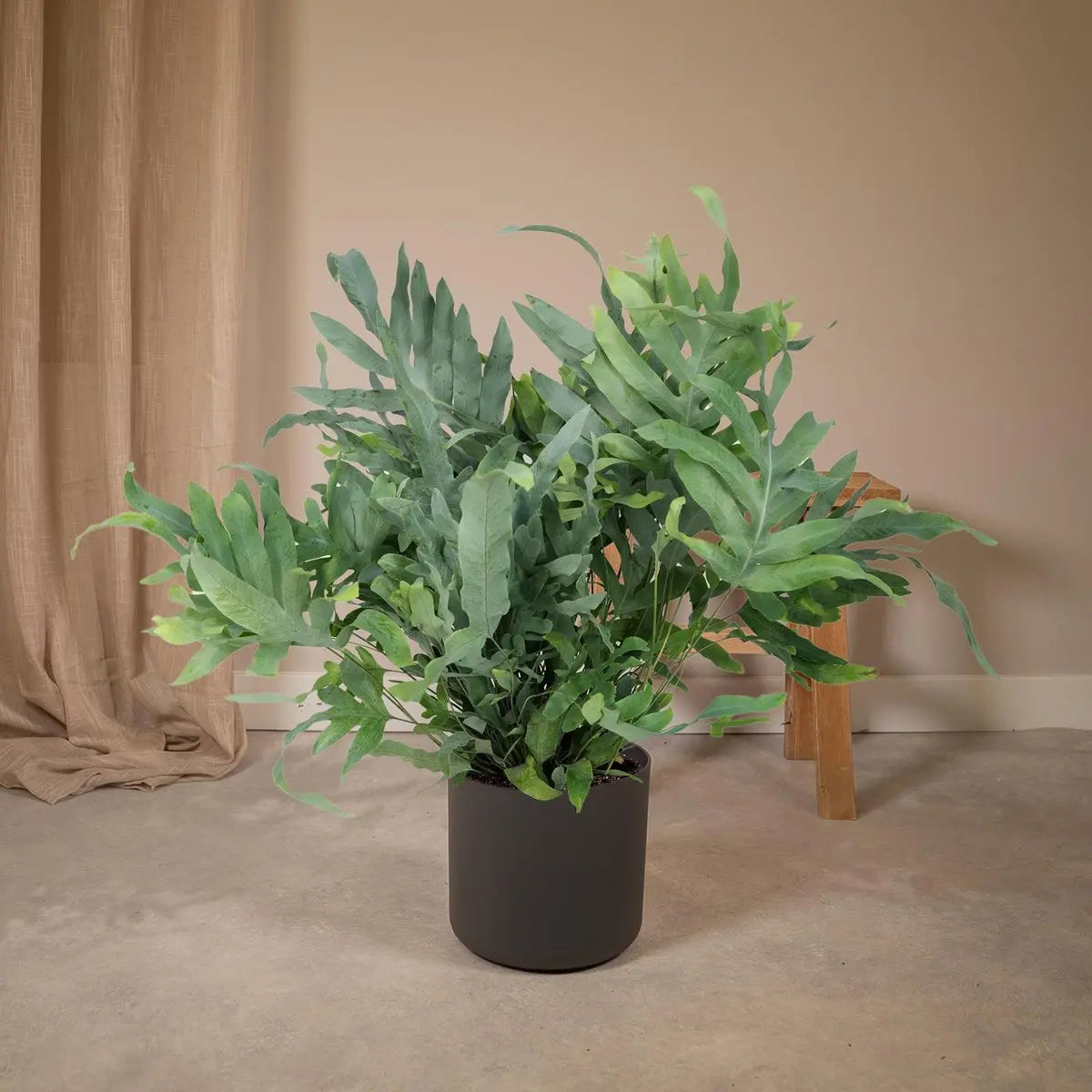 Phlebodium Aureum Blue Star - Zinkfarn - Ø17cm - ↕50cm MEERgroothandel Planten