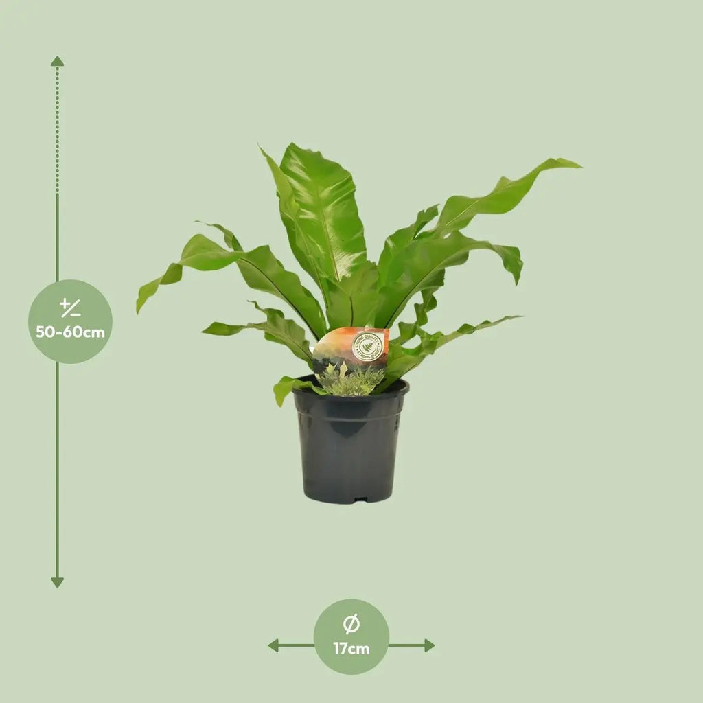 Vogelnest-Farn Begonia nest - Ø17cm - ↕60 cm