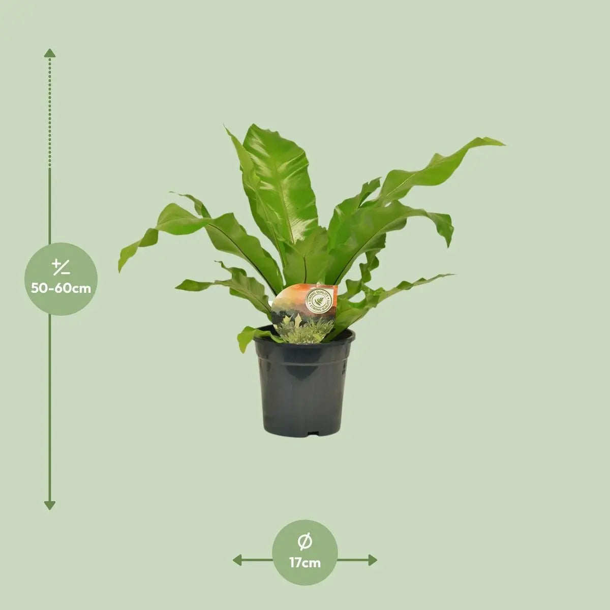 Vogelnest-Farn Begonia nest - Ø17cm - ↕60 cm