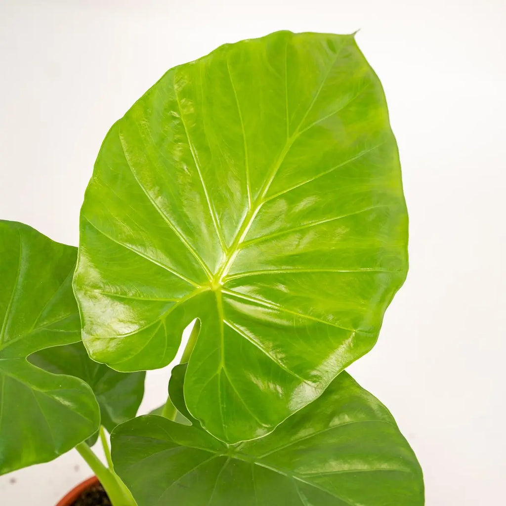 Alocasia macrorrhiza im Topf Mayk Blei – Ø19cm, ca. 70cm - Pille Gartenwelt