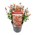 Photinia x fraseri 'Chico'® – Glanzmispel, P19, 25 cm - Pille Gartenwelt