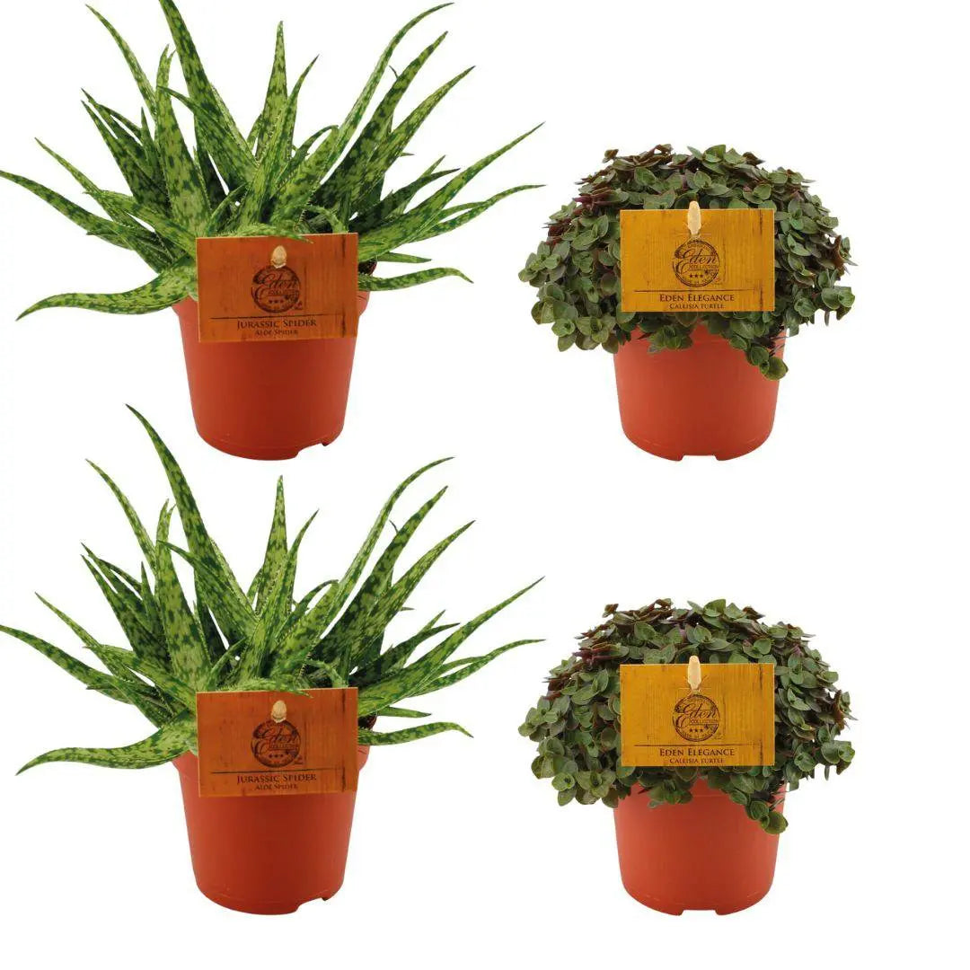 „Pille Gartenwelt Set – 2× Aloe Spider + 2× Callisia Turtle, Ø10,5 cm“