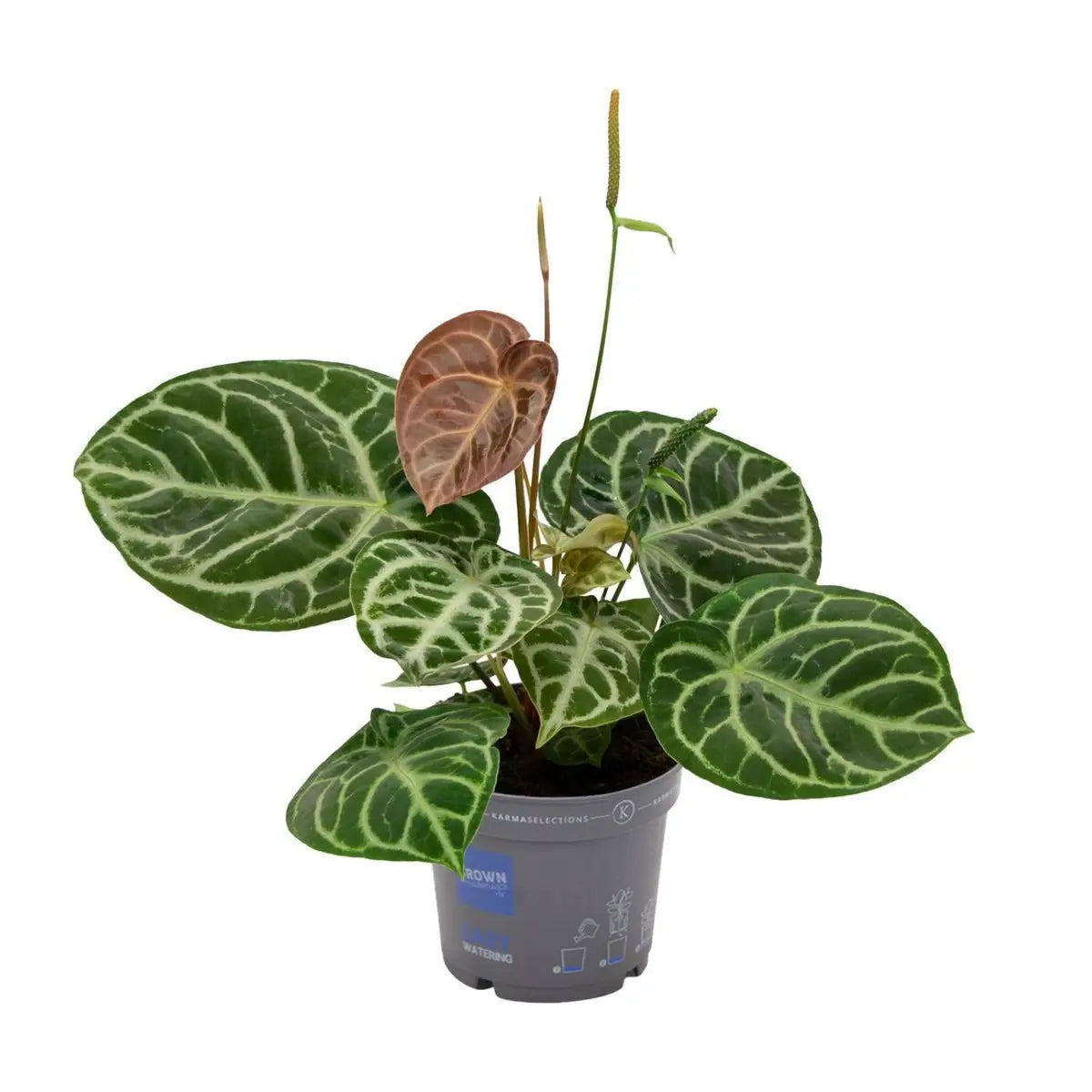 Anthuriumkristallhybrid -Kompakt - Ø17cm - ↕40 cm MEERgroothandel Planten
