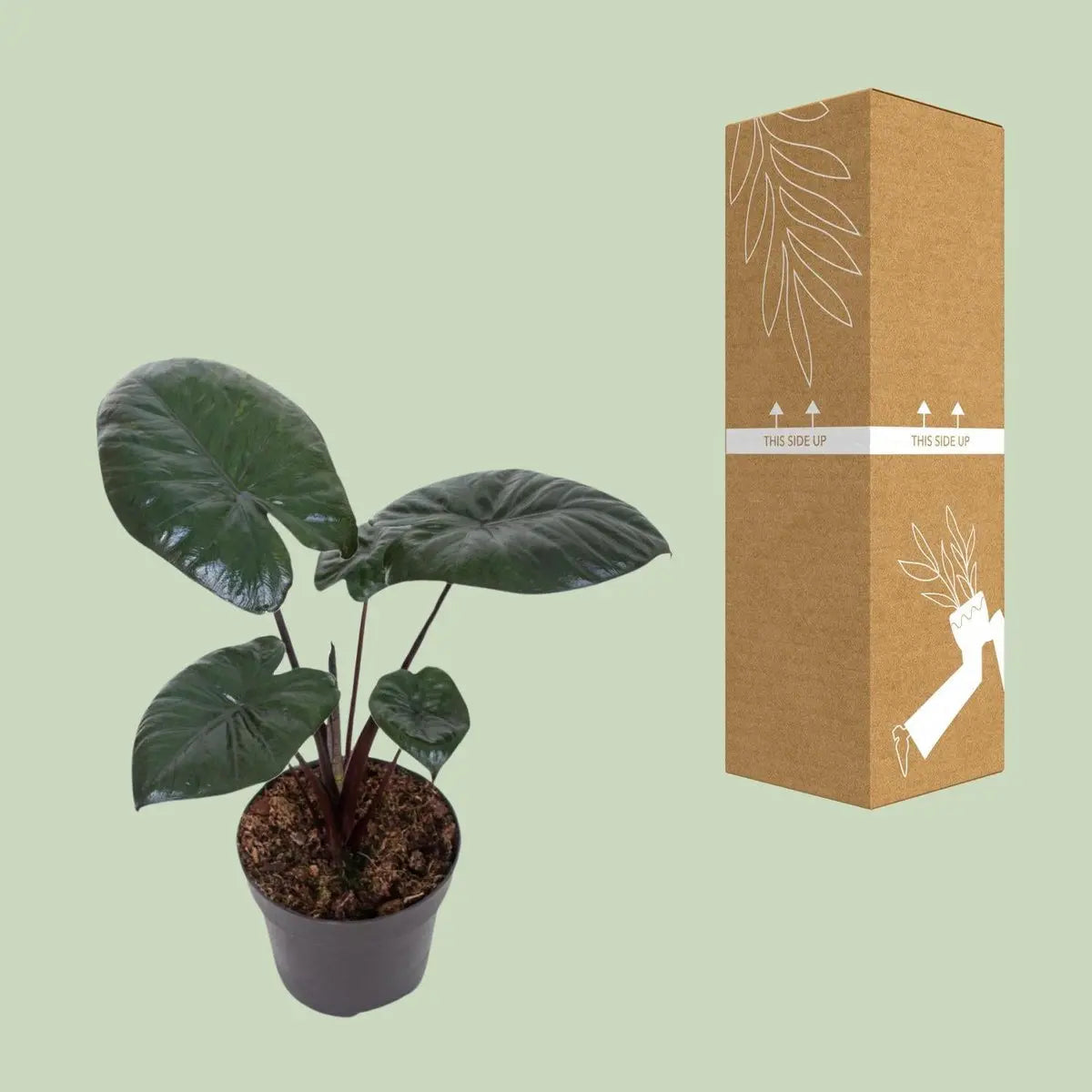 Alocasia Chocolate Green [P12-H27] | Exotisches Blattwerk