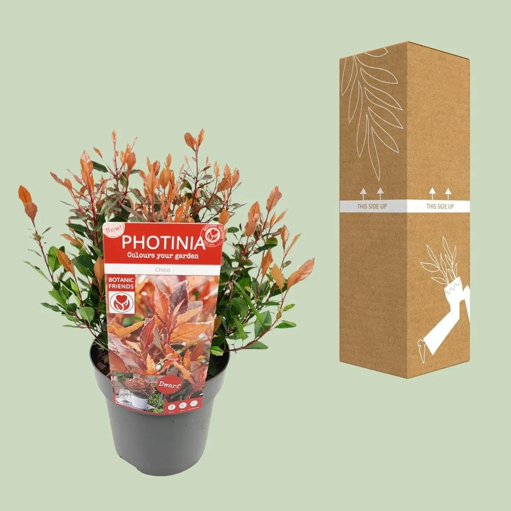 Photinia x fraseri 'Chico'® – Glanzmispel, P19, 25 cm - Pille Gartenwelt