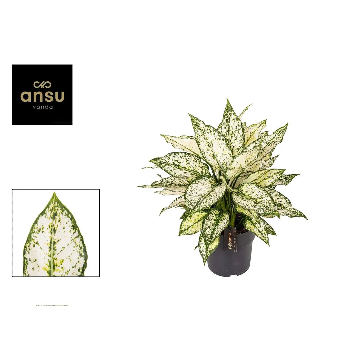 Aglaonema White Kiwi - Ø19cm - ↕40 cm MEERgroothandel Planten