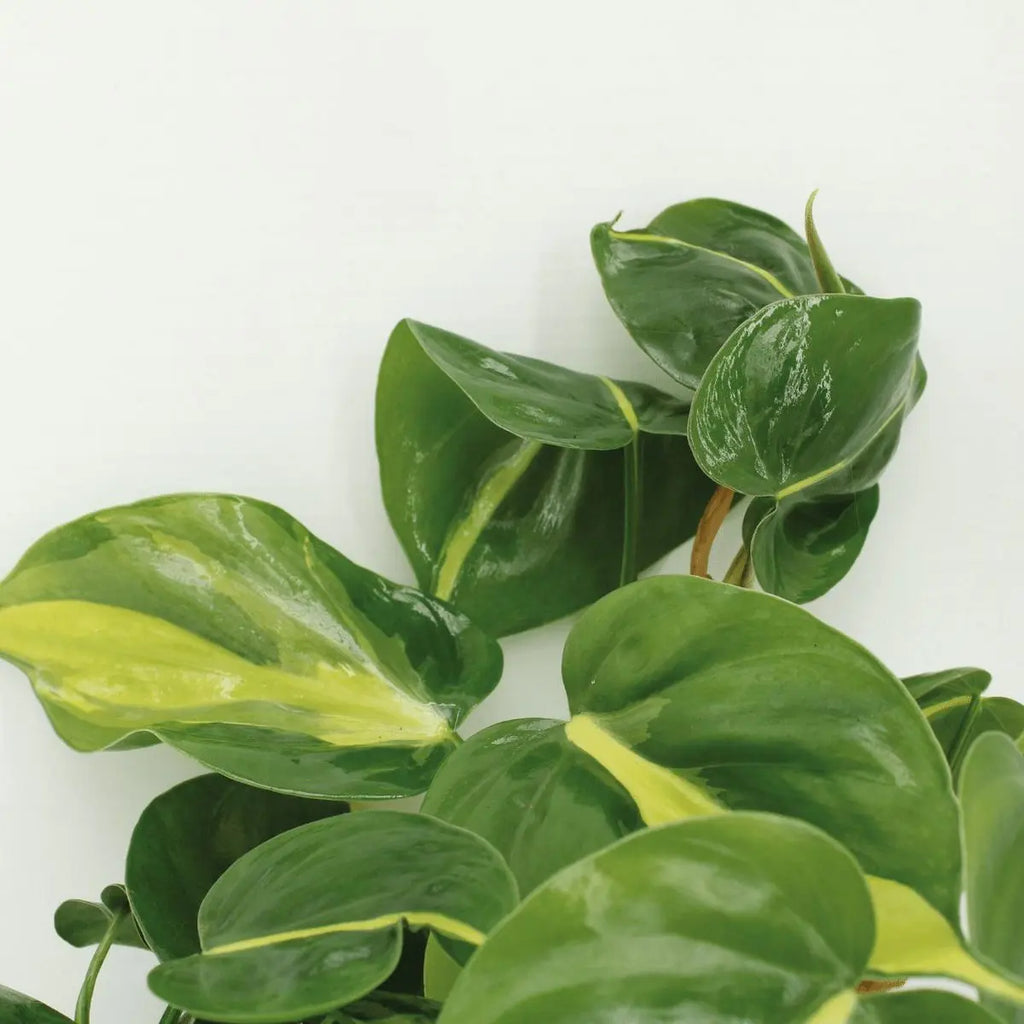 Philodendron Scandens Brasil - 4 Stück - ø12cm - ↕15cm MEERgroothandel Planten