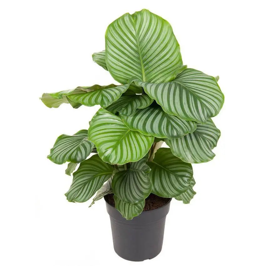 Calathea orbifolia | [P24-H70] MEERgroothandel Planten