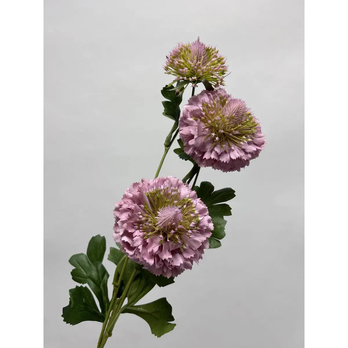 Scabiosa | Kunstblume aus Seide | Länge 80 cm, 2 Stück weiß QMF Trading