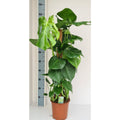 Monstera mit Moosstock Pflanze – 80 cm hoch, Ø 19 cm, naturgetreues Design, pflegeleicht