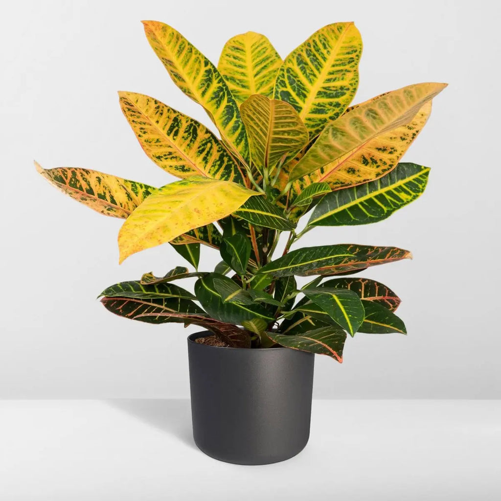 Codiaeum Petra - Ø17cm - ↕45cm MEERgroothandel Planten
