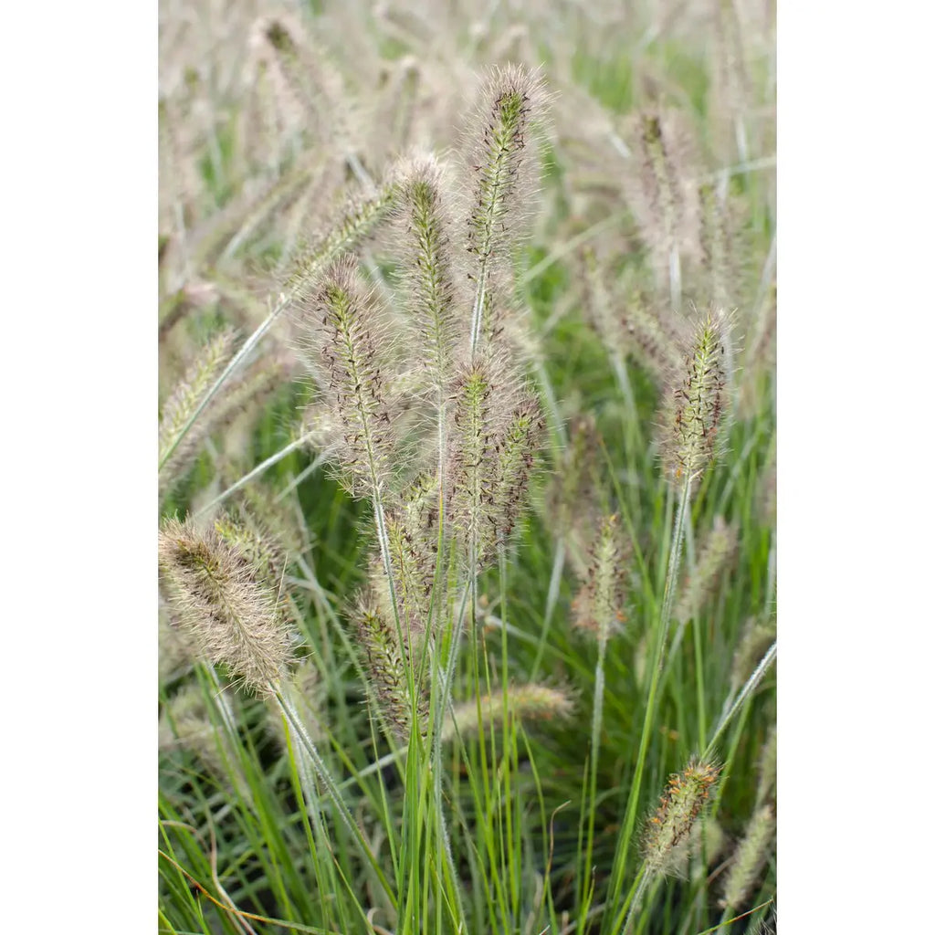 Pennisetum Alopecuroides 'Hameln' - Ø14cm - 30cm