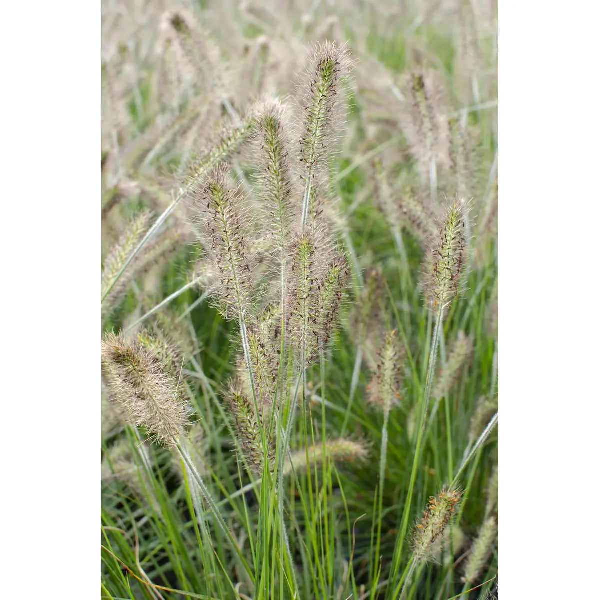 Pennisetum Alopecuroides 'Hameln' - Ø14cm - 30cm