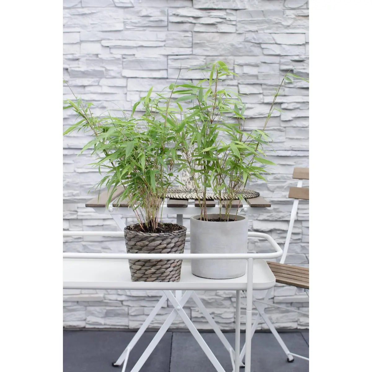 4x Fargesia rufa - ↨40 cm - Ø14 MEERgroothandel Planten