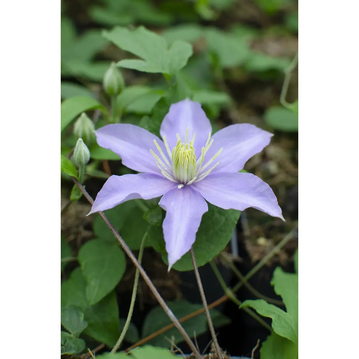 Clematis ‘Justa’  - Ø15 cm - ↕65 cm | winterhart