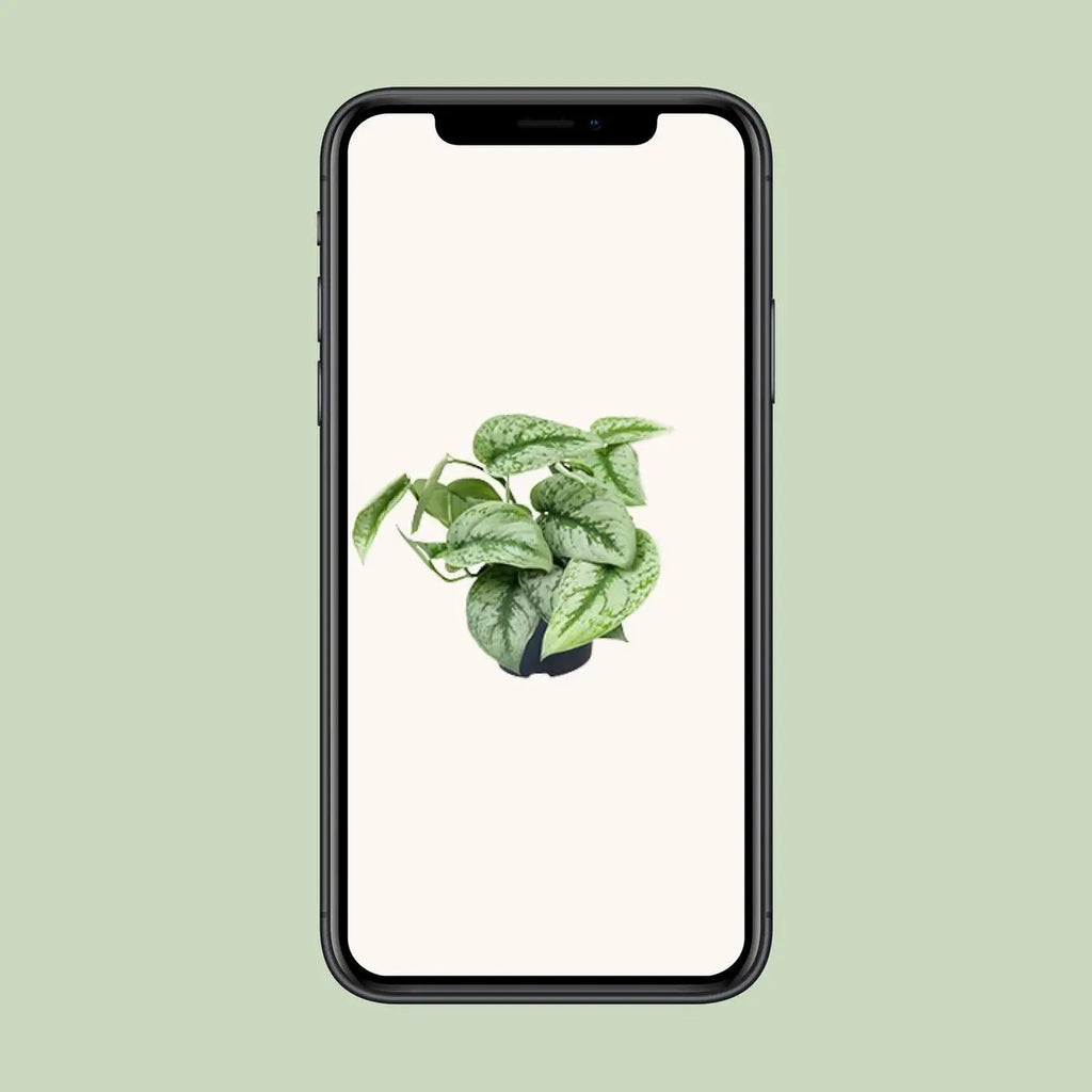 Scindapsus pictus ‘Trebie’ Ø12 cm – ca. 20 cm, Satin Pothos - Pille Gartenwelt