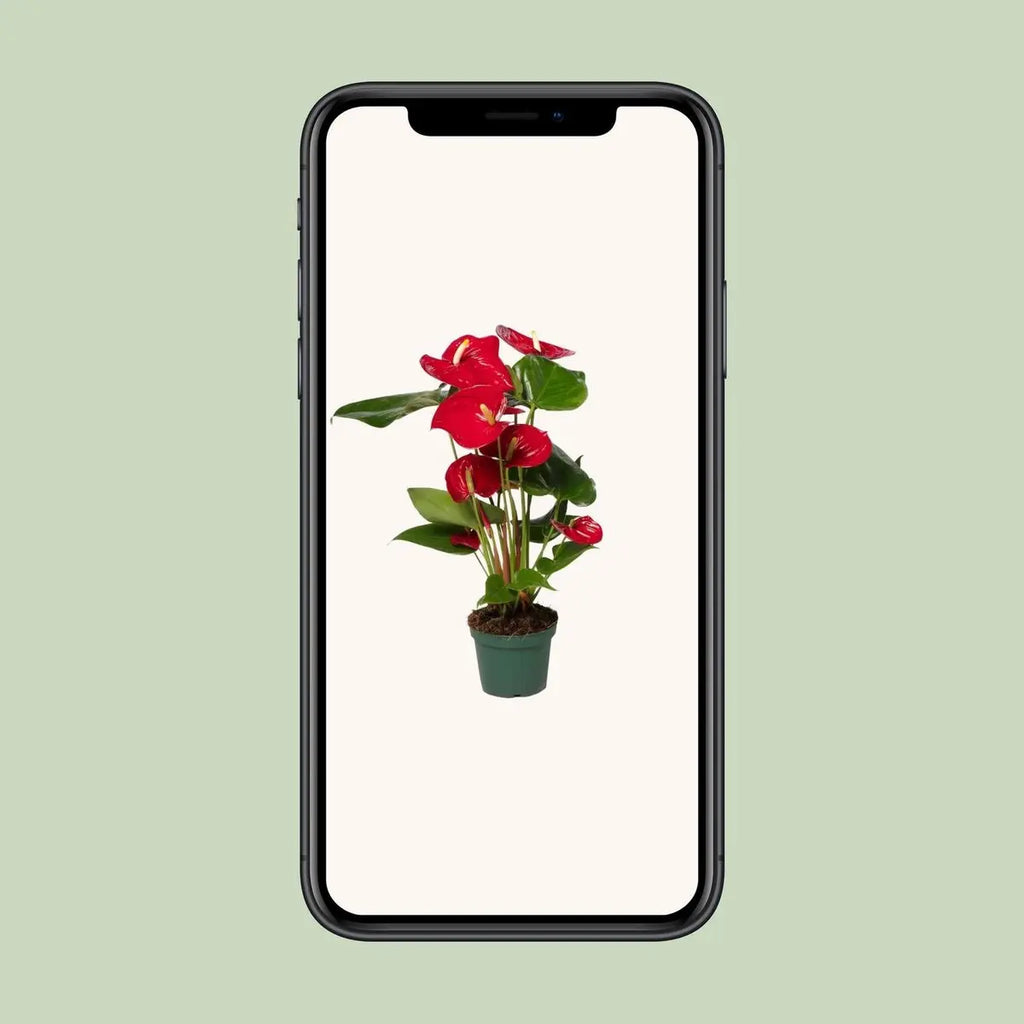 Flamingoblume Anthurium andreanum ‘Nevada’ - Ø12cm - ↕40 cm