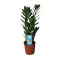 Glücksfeder Zamioculcas Zamiifolia - Ø14cm - ↕55 cm | immergrün - Pille Gartenwelt