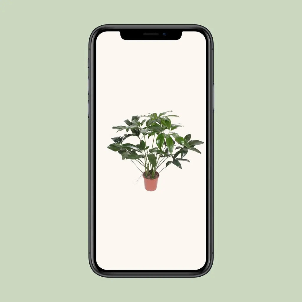 Philodendron Green Wonder – Ø27 cm – ca. 90 cm - Pille Gartenwelt