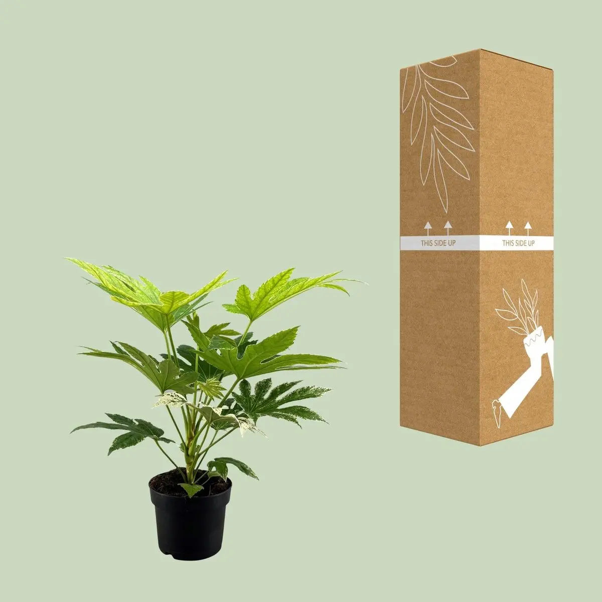 Fatsia Japonica Spider Web - Ø17cm - ↕50cm MEERgroothandel Planten