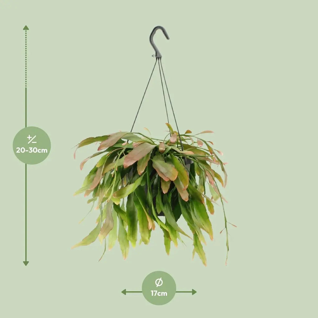 Rhipsalis Red Coral - Ø17cm - ↕25 cm MEERgroothandel Planten