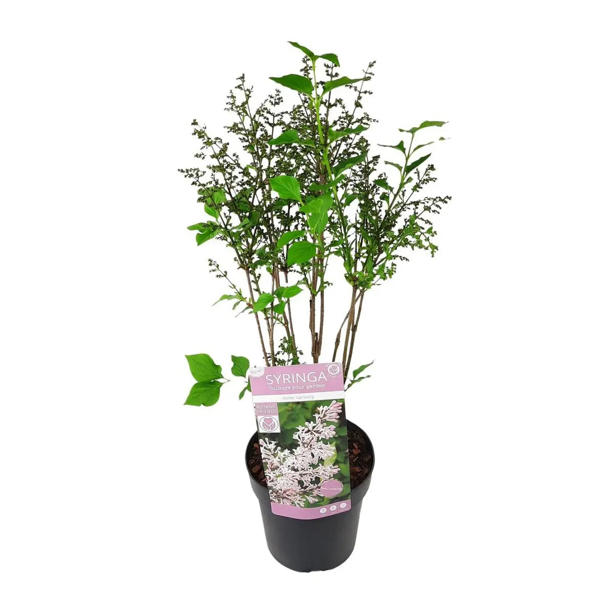 Gewöhnlicher Flieder (Syringa vulgaris) – Ø19 cm, ↕50 cm, duftend &  winterhart – Pille Gartenwelt