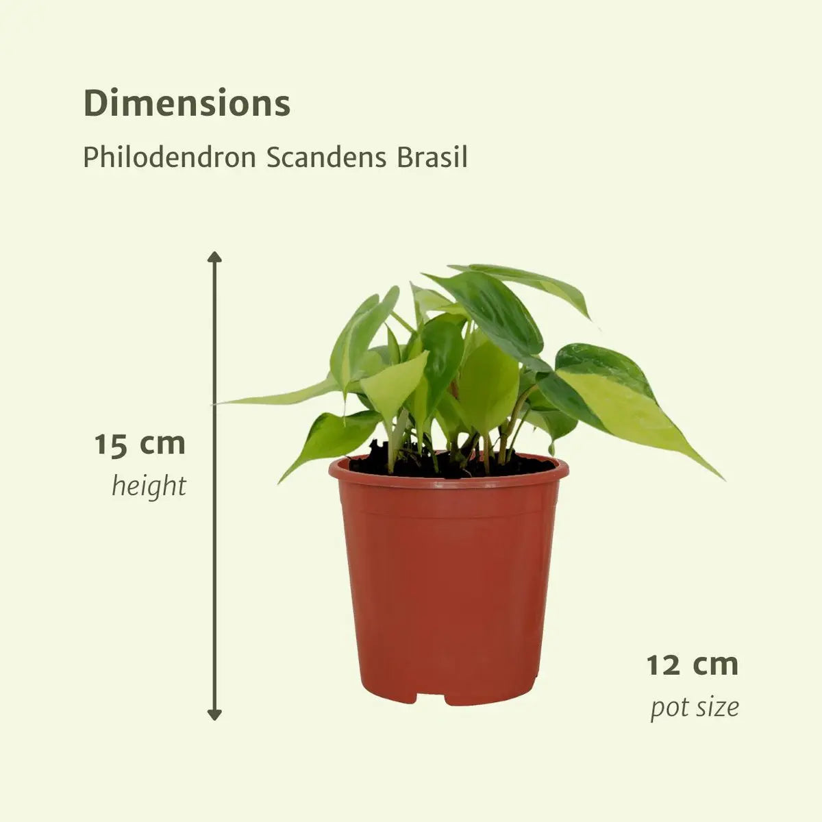 Philodendron Scandens Brasil - 4 Stück - ø12cm - ↕15cm MEERgroothandel Planten