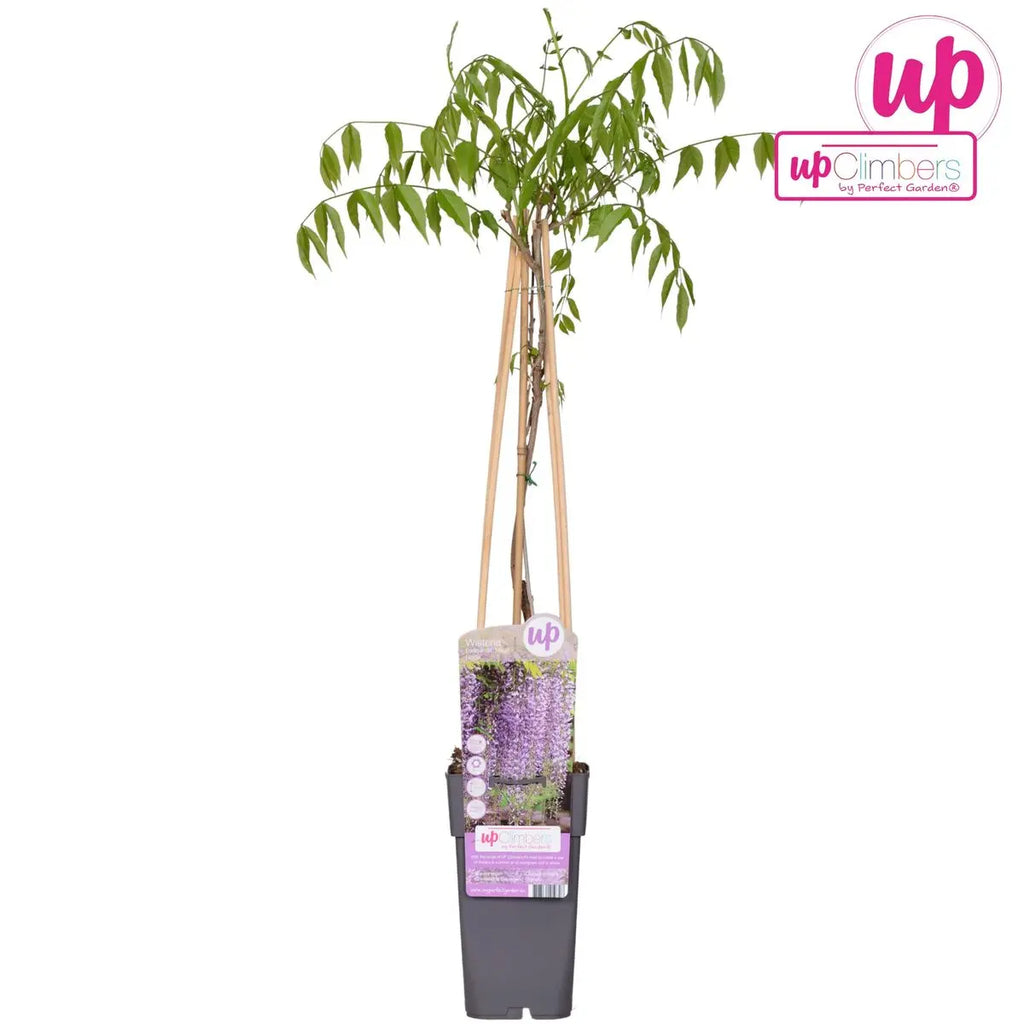 Wisteria Floribunda 'Naga Noda' - lila Regen - Ø15 cm - ↕65 cm