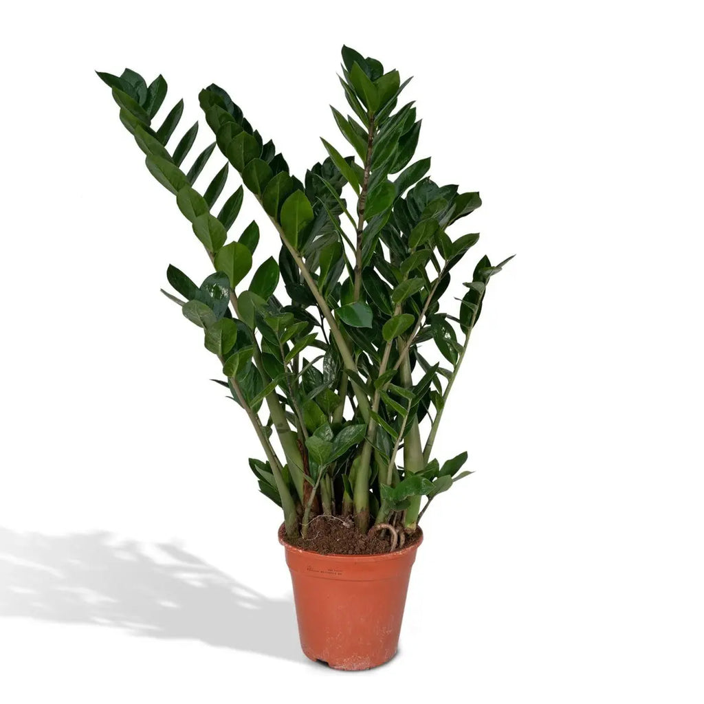 Zamioculcas Zamiifolia - Smaragdpalme - Ø21cm - ↕80cm MEERgroothandel Planten
