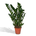 Zamioculcas Zamiifolia - Smaragdpalme - Ø21cm - ↕80cm MEERgroothandel Planten