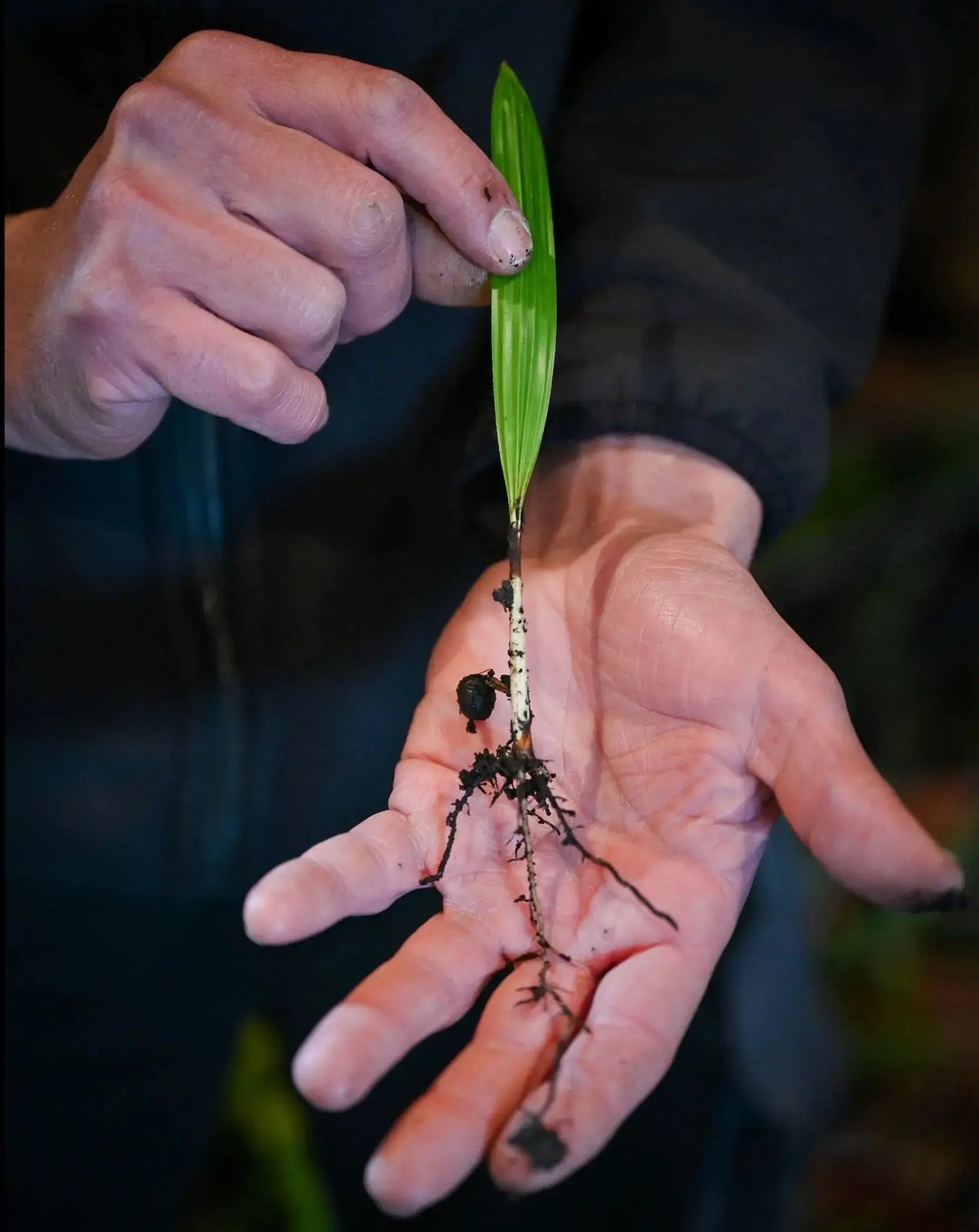 Trachycarpus fortunei - Chinesische Hanfpalme als Setzling aus Freilandzucht
