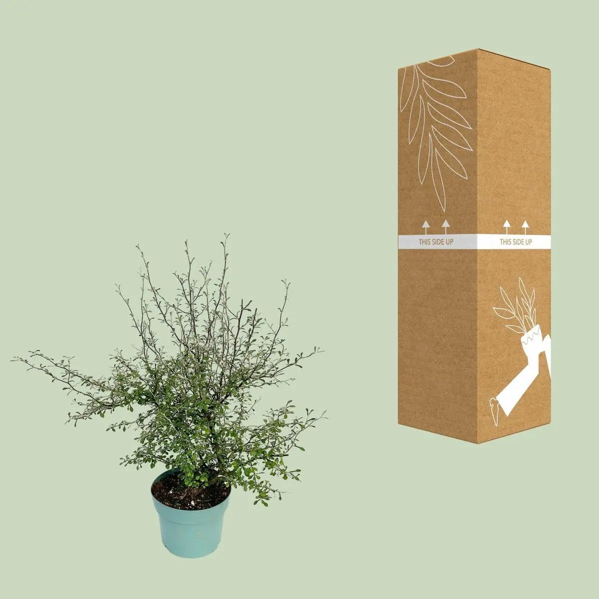Zickzackstrauch Maori Green Leaf - 55 cm - Ø19 | immergrün - Pille Gartenwelt