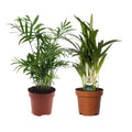 Dypsis lutescens & Chamaedorea Duo Ø12 cm – ca. 40 cm, 2 Palmen Set - Pille Gartenwelt