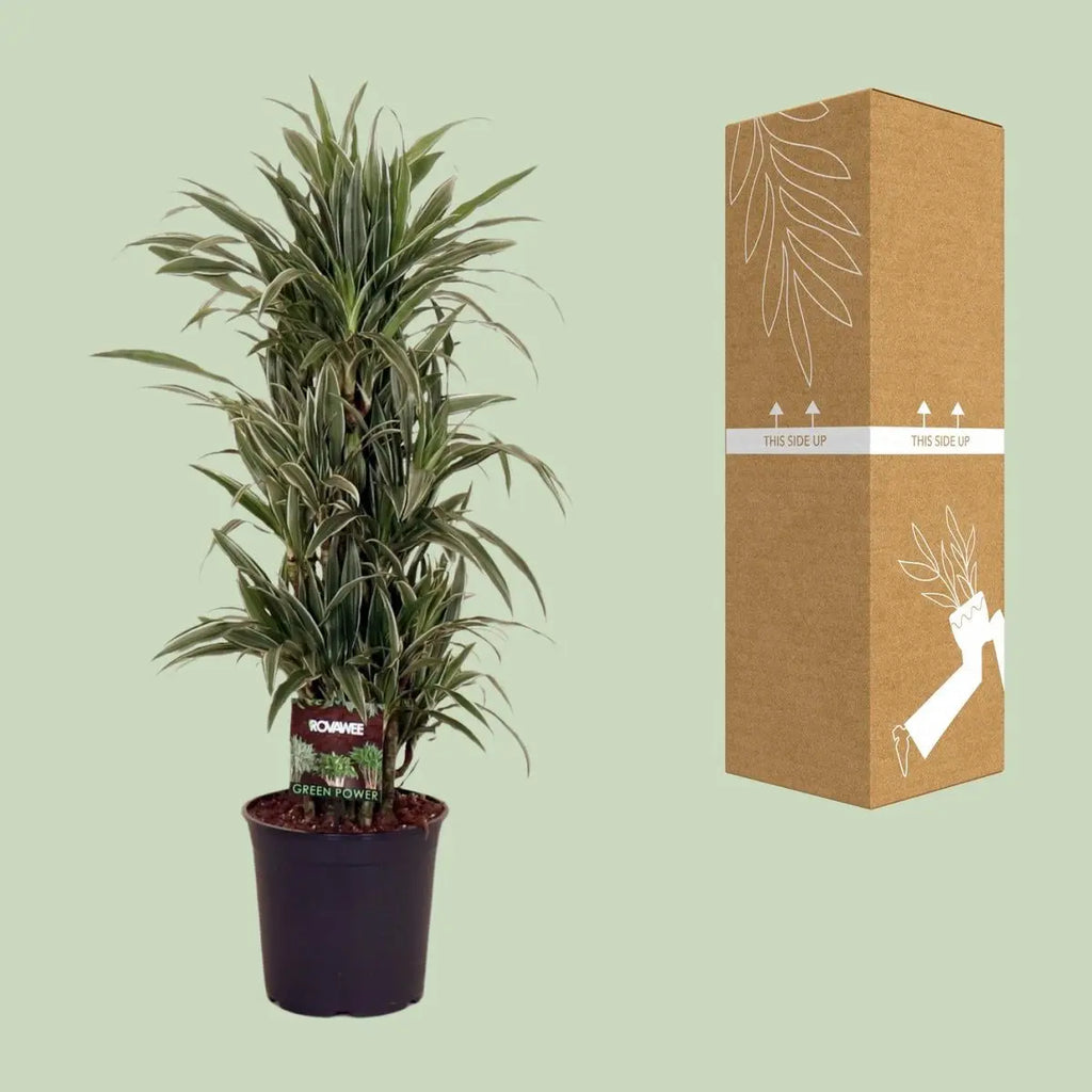 Dracaena fragrans ‘Warneckei’ Ø27 cm – ca. 110 cm | Grünpflanze - Pille Gartenwelt