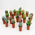 20er Set junge Sukkulenten Mix | Topfgröße je 5,5 cm Durchmesser