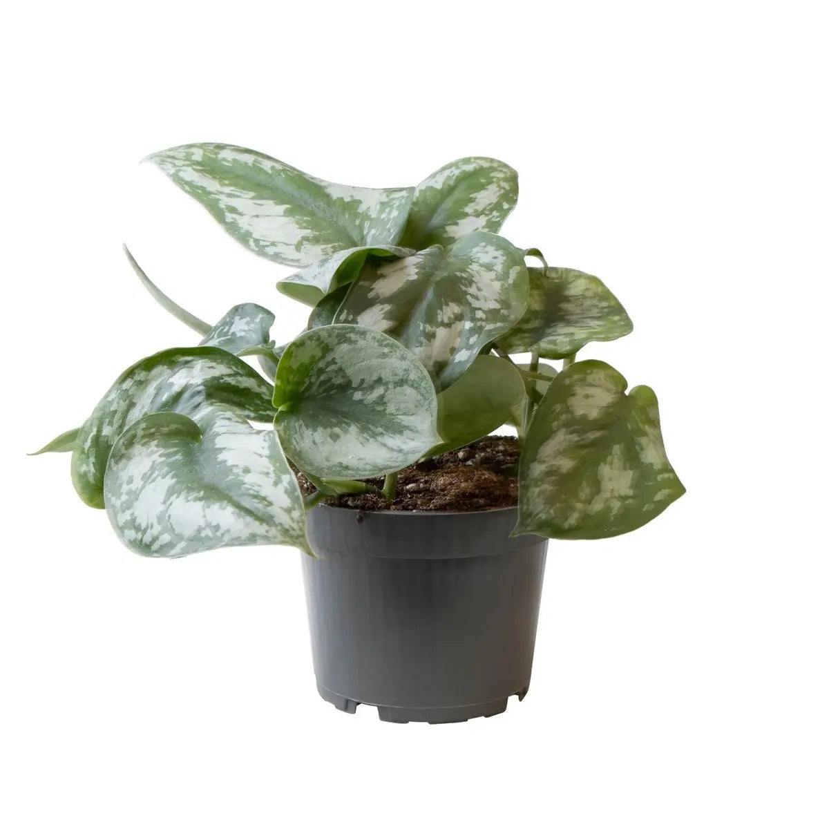 Philodendron pictus trebie Ø12 cm, ↕22 cm | Kletter-Philo