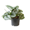 philodendron pictus trebie - Ø12CM - ↕22CM | Kletter-Pflanze