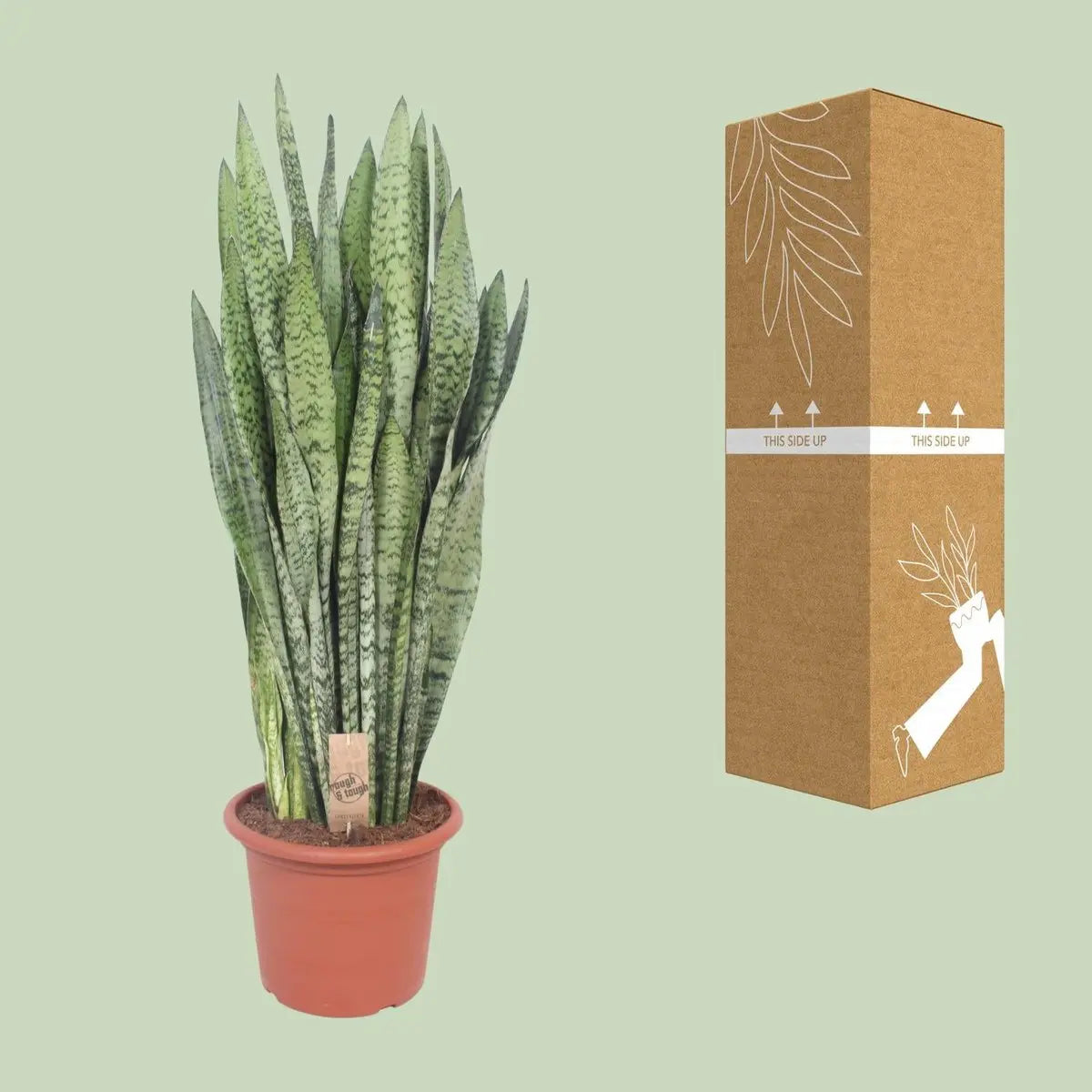 Sansevieria zeylanica | [P30-H110] MEERgroothandel Planten