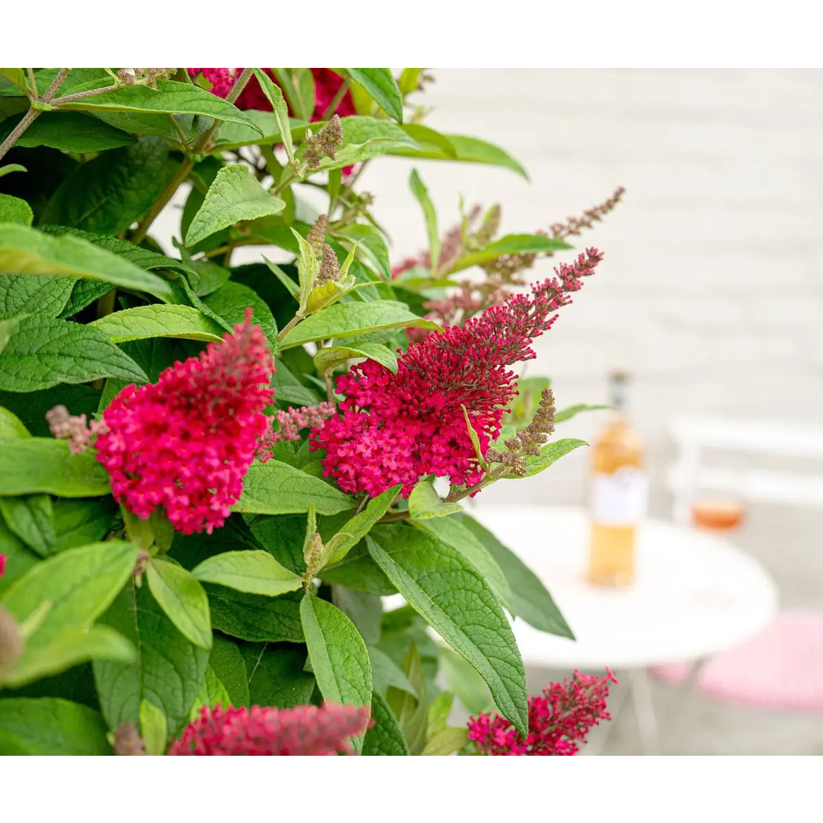 Buddleja Dav. 'Butterfly Candy Little Ruby'® - ↕25 cm - Ø19cm - Pille Gartenwelt