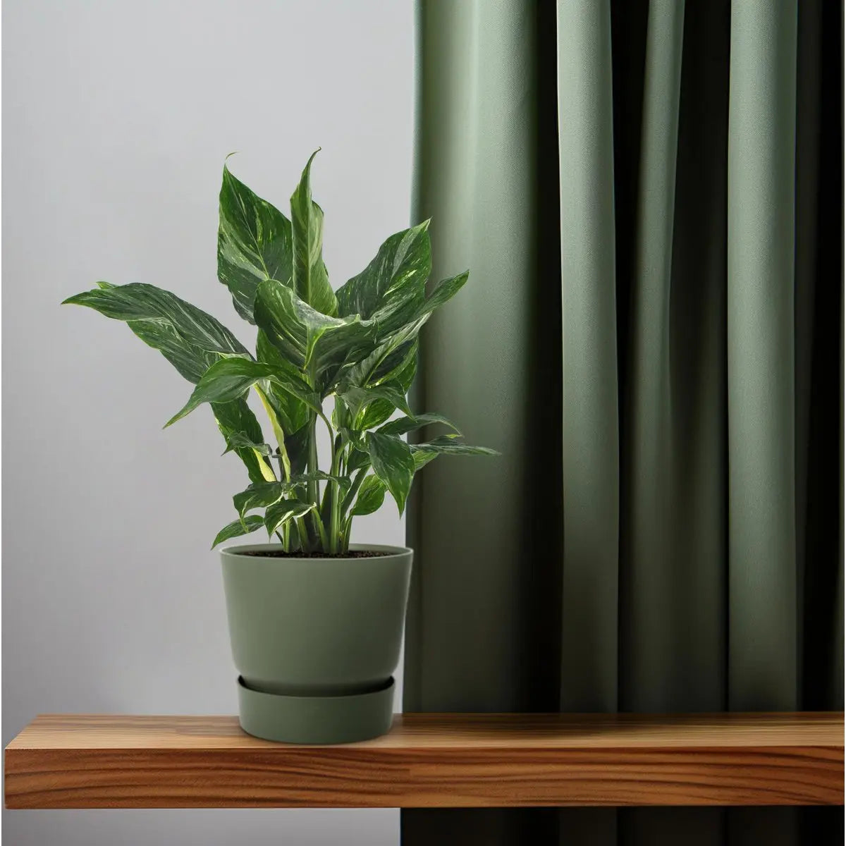 Spathiphyllum Diamond - Ø12cm - ↕40 cm