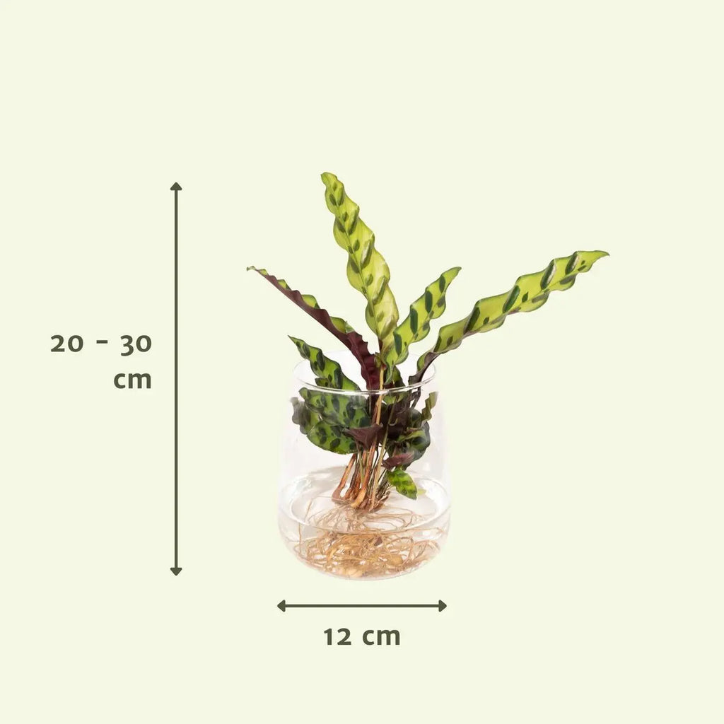 Calathea Insignis aus Kingstonglas - ø4cm - ↕30cm MEERgroothandel Planten