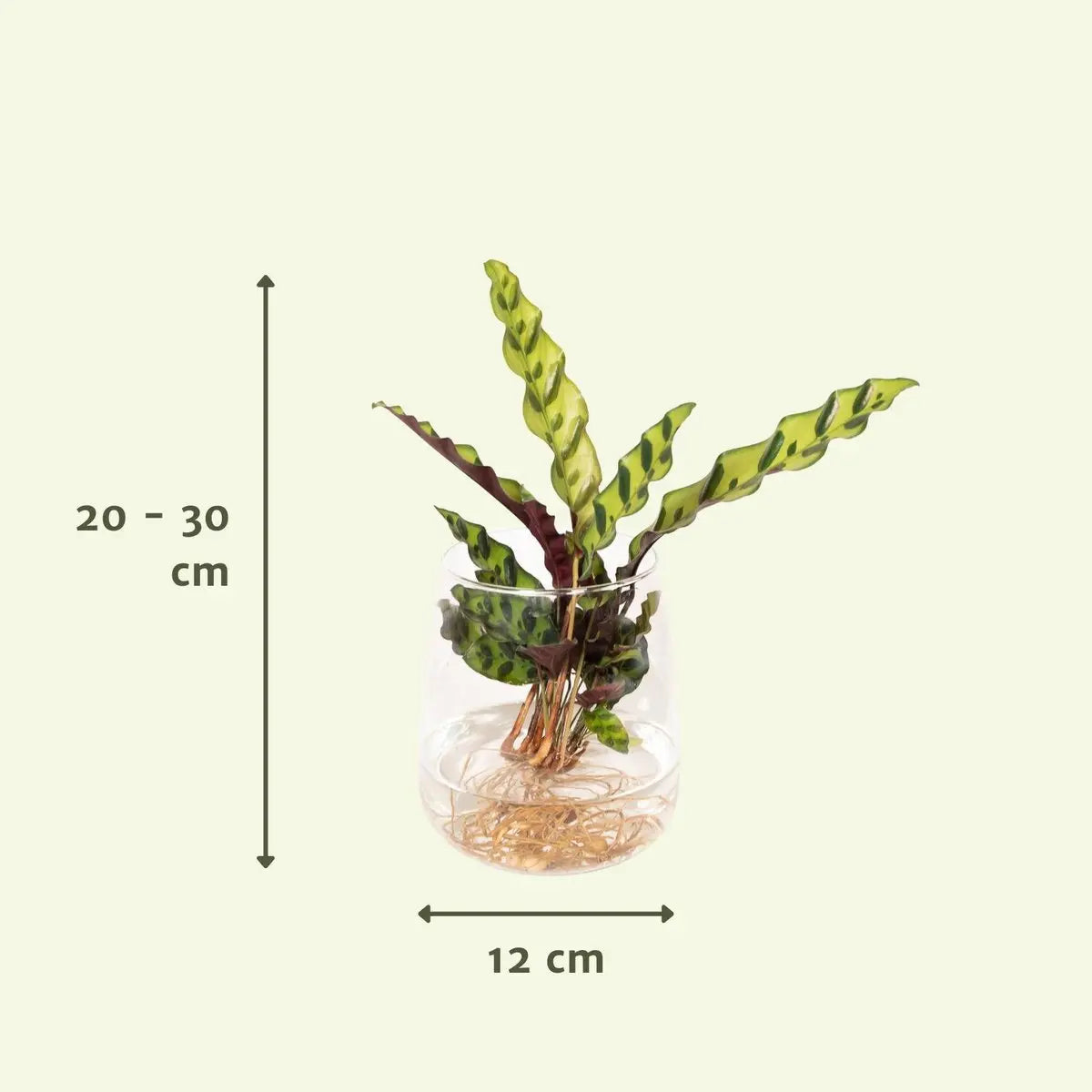 Calathea Insignis aus Kingstonglas - ø4cm - ↕30cm MEERgroothandel Planten